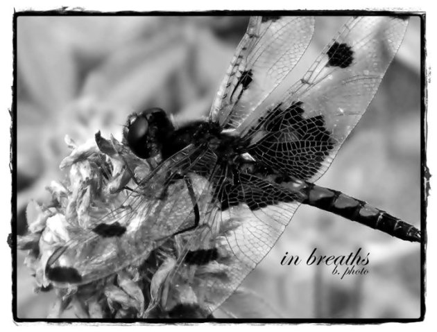 black and white dragonfly